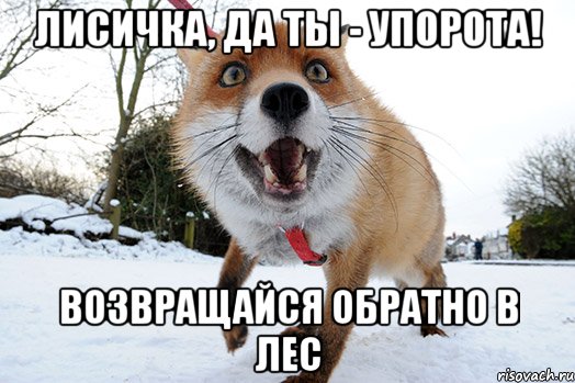 лисичка, да ты - упорота! возвращайся обратно в лес