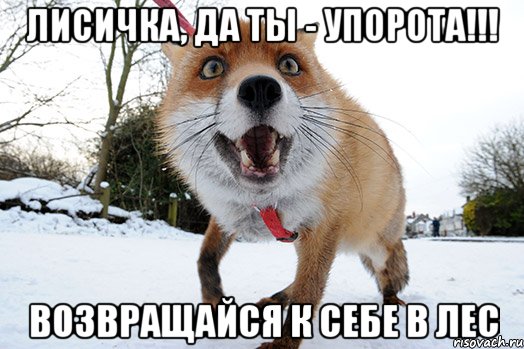 лисичка, да ты - упорота!!! возвращайся к себе в лес