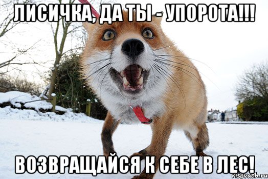 лисичка, да ты - упорота!!! возвращайся к себе в лес!