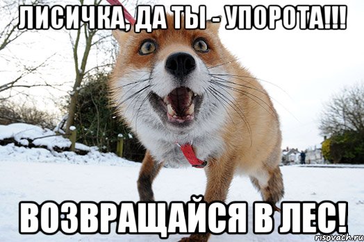 лисичка, да ты - упорота!!! возвращайся в лес!