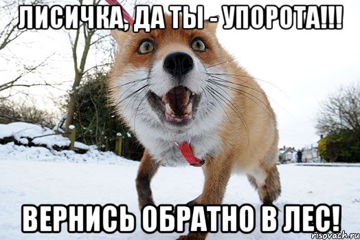 лисичка, да ты - упорота!!! вернись обратно в лес!