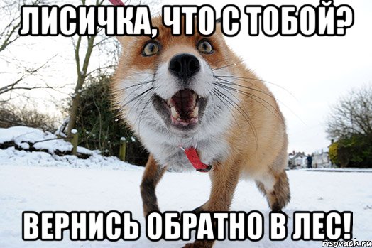 лисичка, что с тобой? вернись обратно в лес!