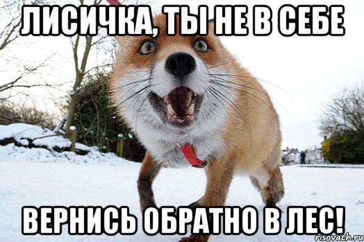 лисичка, ты не в себе вернись обратно в лес!