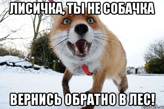 лисичка, ты не собачка вернись обратно в лес!