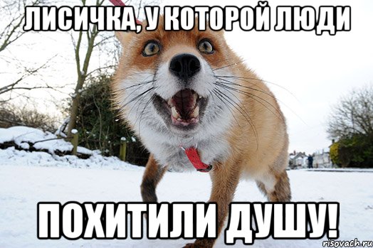 лисичка, у которой люди похитили душу!
