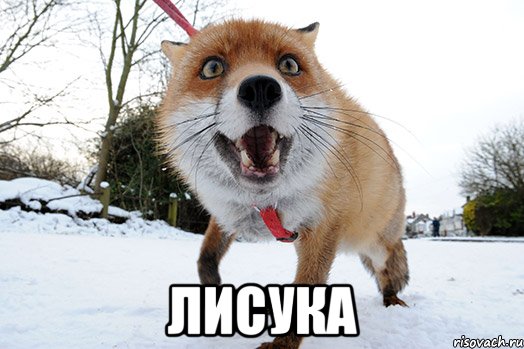  лисука