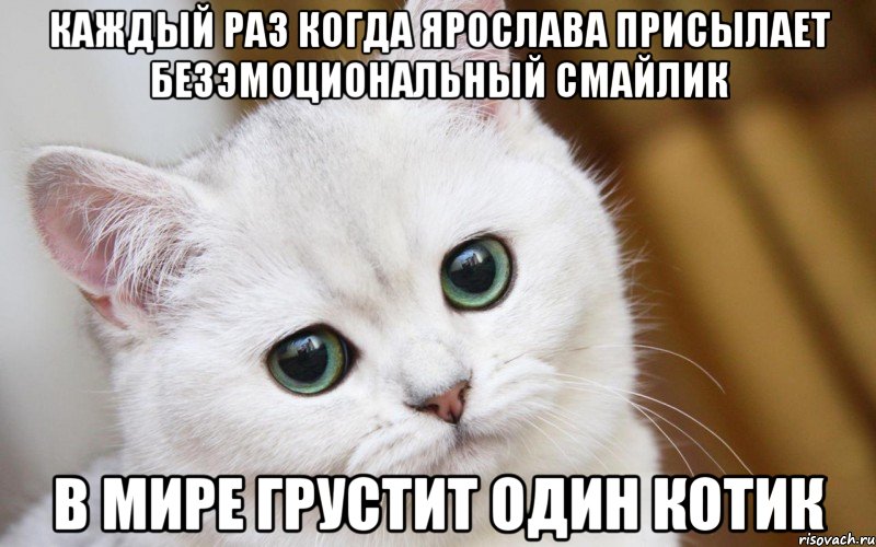 Каждый раз когда Ярослава присылает безэмоциональный смайлик В мире грустит один котик, Мем  В мире грустит один котик