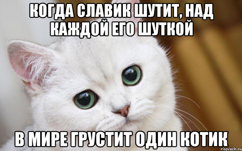 Когда славик шутит, над каждой его шуткой в мире грустит один котик, Мем  В мире грустит один котик