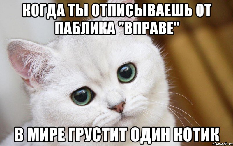 когда ты отписываешь от паблика "ВПРАВЕ" в мире грустит один котик, Мем  В мире грустит один котик