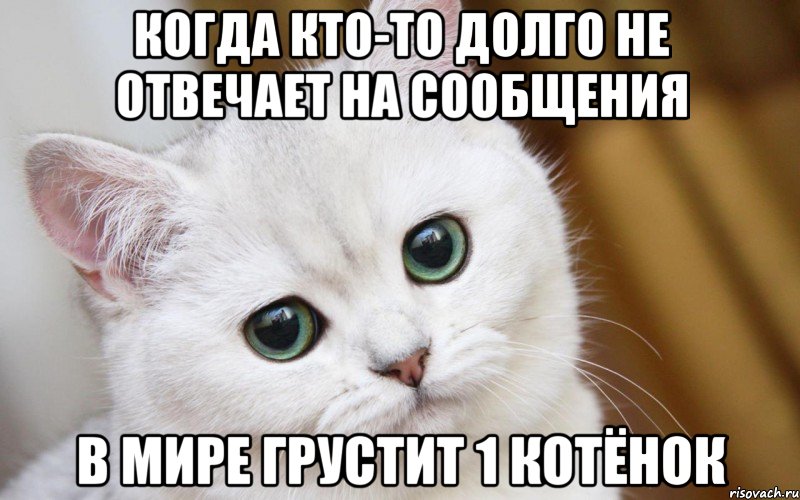 когда кто-то долго не отвечает на сообщения в мире грустит 1 котёнок, Мем  В мире грустит один котик