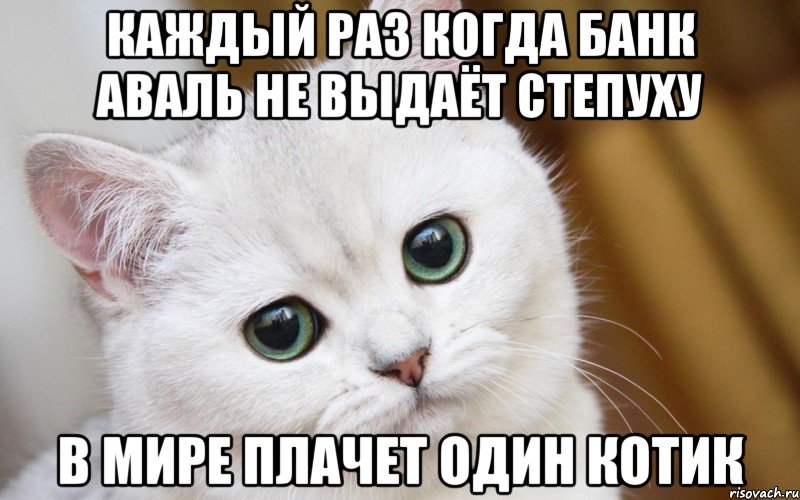 каждый раз когда банк Аваль не выдаёт степуху в мире плачет один котик, Мем  В мире грустит один котик