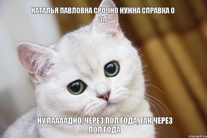 ну лаааадно, через пол года, так через пол года Наталья Павловна срочно нужна справка о ЗП, Мем  В мире грустит один котик