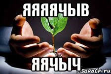 ЯЯЯЯЧЫВ ЯЯЧЫЧ, Мем вырасти свое денежное дерево