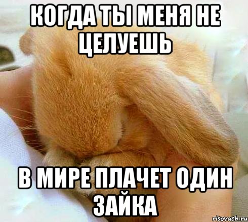 Когда ты меня не целуешь в мире плачет один зайка