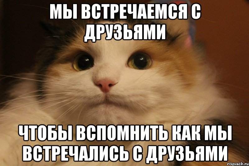 Мы встречаемся с друзьями чтобы вспомнить как мы встречались с друзьями, Мем Кот в колпаке