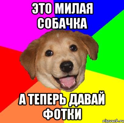 Это милая собачка А теперь давай фотки, Мем Advice Dog