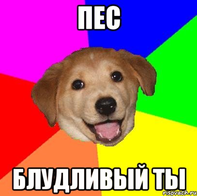 Пес Блудливый ты, Мем Advice Dog