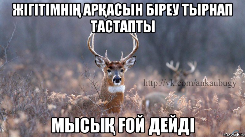 жігітімнің арқасын біреу тырнап тастапты мысық ғой дейді