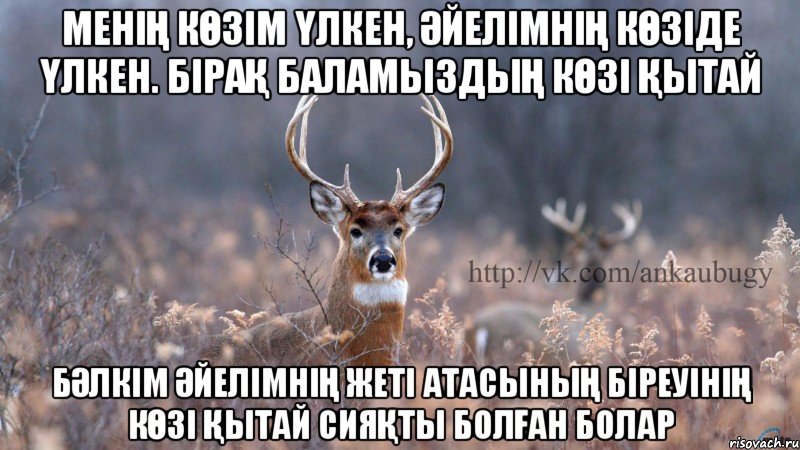 менің көзім үлкен, әйелімнің көзіде үлкен. Бірақ баламыздың көзі қытай бәлкім әйелімнің жеті атасының біреуінің көзі қытай сияқты болған болар