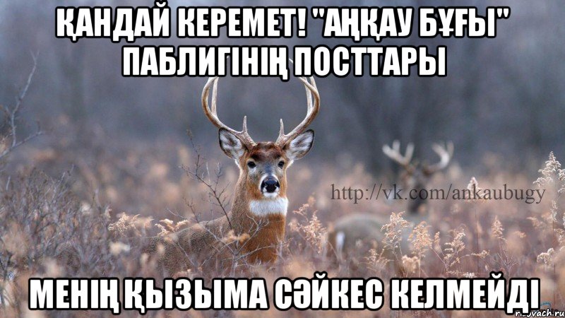 қандай керемет! "аңқау бұғы" паблигінің посттары менің қызыма сәйкес келмейді