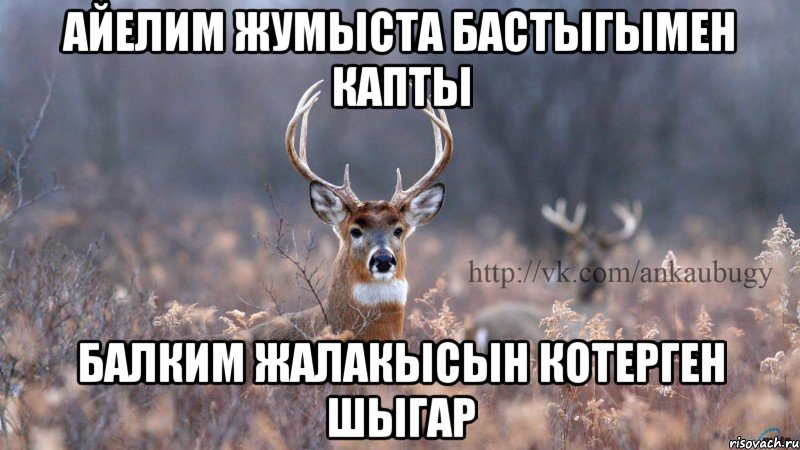 айелим жумыста бастыгымен капты балким жалакысын котерген шыгар