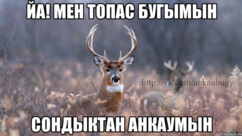 Йа! мен топас бугымын Сондыктан анкаумын