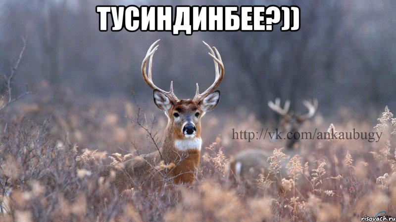 тусиндинбее?)) 
