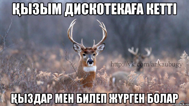 Қызым дискотекаға кетті Қыздар мен билеп жүрген болар