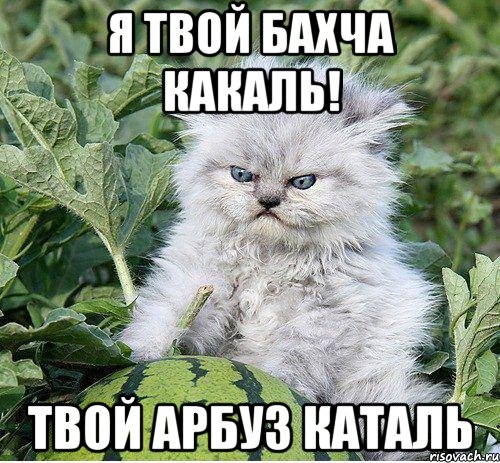 Я твой бахча какаль! Твой арбуз каталь