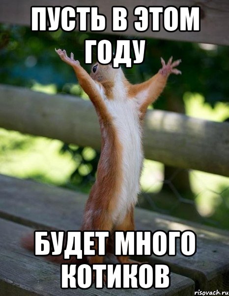пусть в этом году будет много котиков, Мем    белка молится