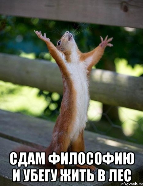  сдам философию и убегу жить в лес, Мем    белка молится