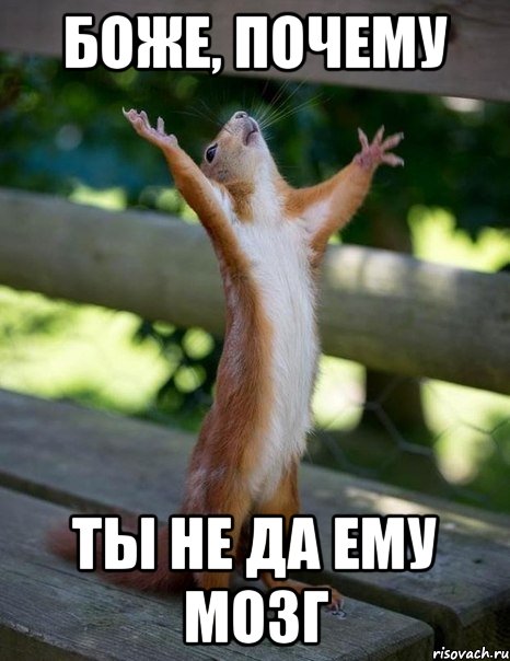 боже, почему ты не да ему мозг, Мем    белка молится