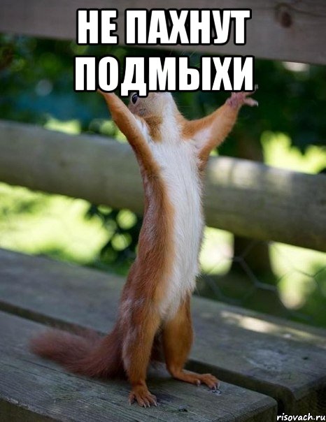 Не пахнут подмыхи , Мем    белка молится