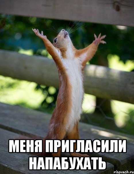  меня пригласили НАПАБУХАТЬ, Мем    белка молится