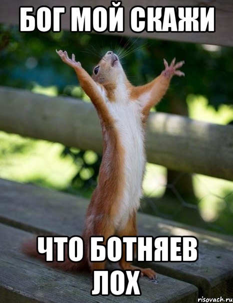 бог мой скажи что ботняев лох, Мем    белка молится