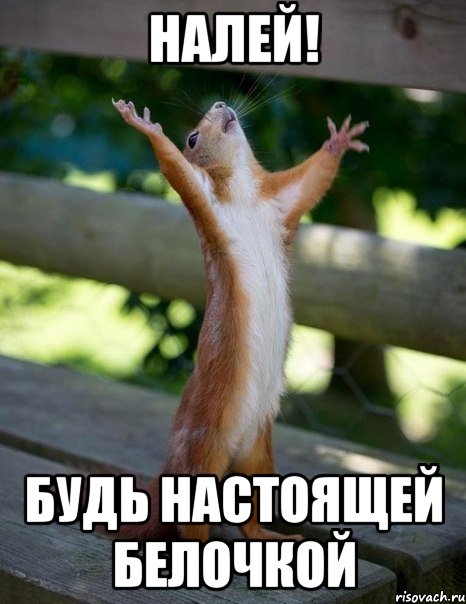 налей! будь настоящей белочкой, Мем    белка молится
