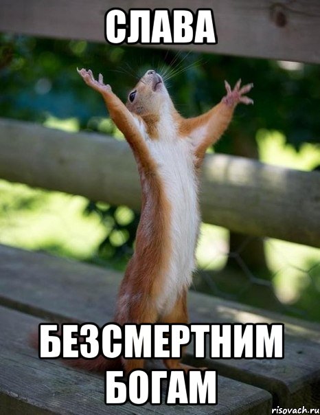слава безсмертним богам, Мем    белка молится