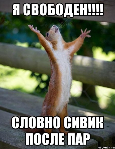я свободен!!!! словно сивик после пар, Мем    белка молится