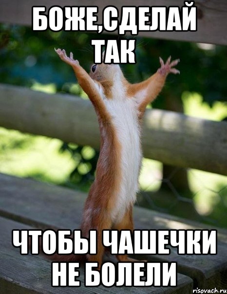 Боже,сделай так чтобы чашечки не болели, Мем    белка молится