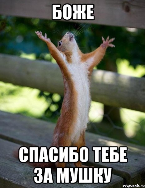 Боже Спасибо тебе за мушку, Мем    белка молится