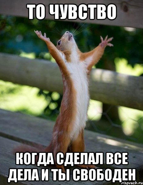 то чувство когда сделал все дела и ты свободен, Мем    белка молится