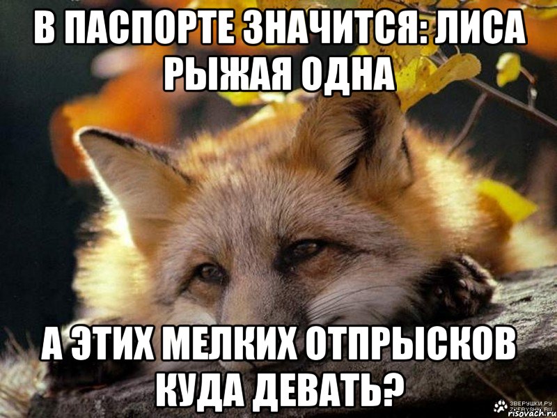 в паспорте значится: лиса рыжая одна а этих мелких отпрысков куда девать?, Мем бро все вокруг говно а ты охуене