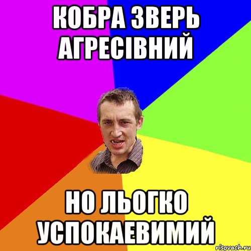 КОБРА ЗВЕРЬ АГРЕСІВНИЙ НО ЛЬОГКО УСПОКАЕВИМИЙ, Мем Чоткий паца