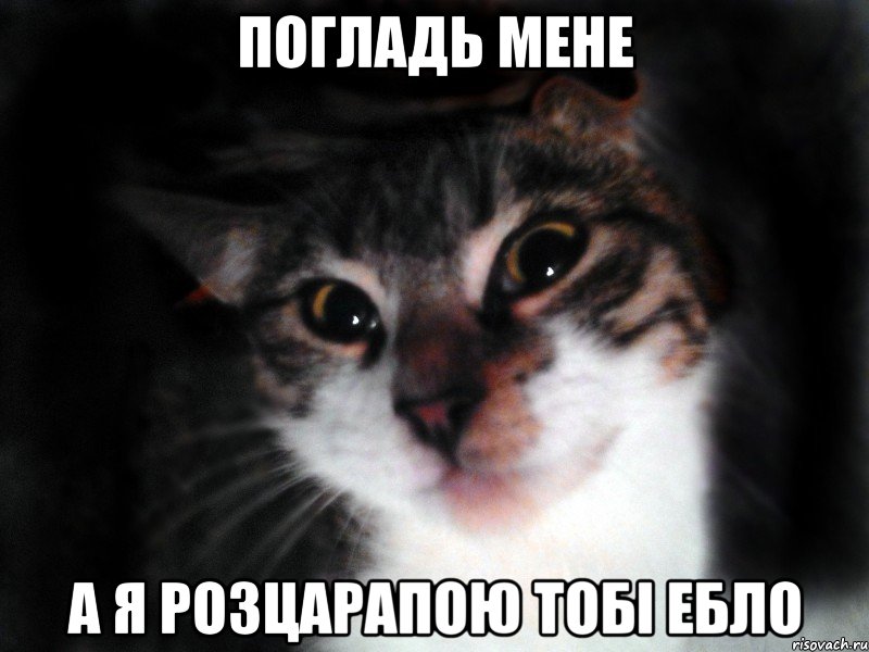 Погладь мене а я розцарапою тобі ебло