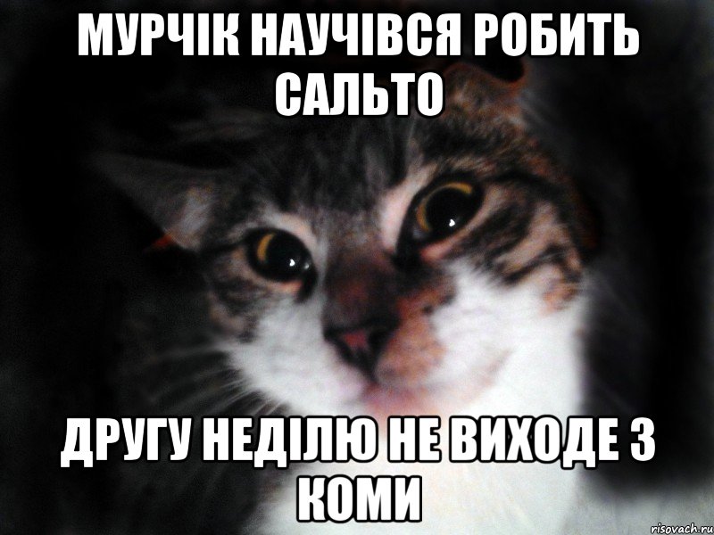Мурчік научівся робить сальто другу неділю не виходе з коми