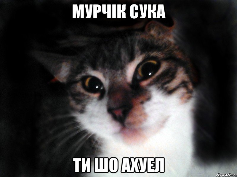 Мурчік сука ти шо ахуел