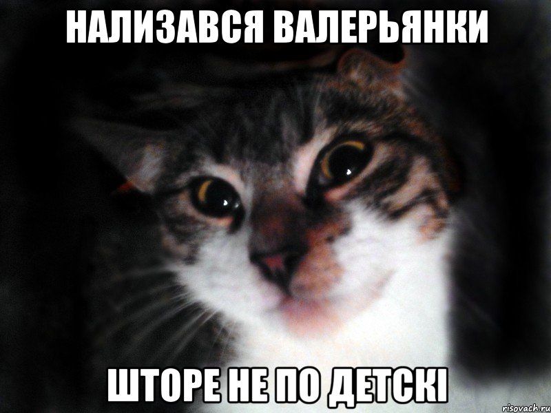 Нализався валерьянки Шторе не по детскі