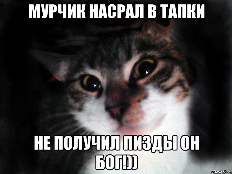 Мурчик насрал в тапки не получил пизды он бог!))