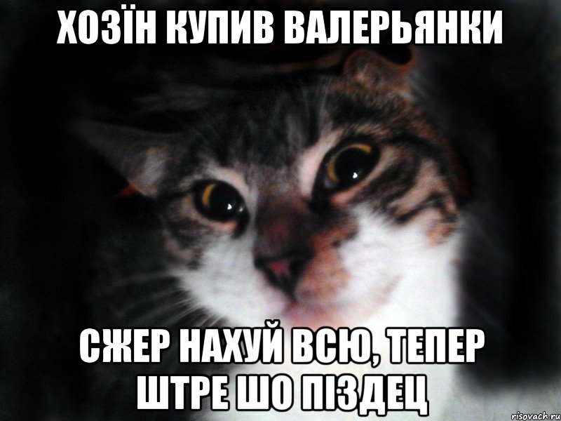 Хозїн купив валерьянки сжер нахуй всю, тепер штре шо піздец