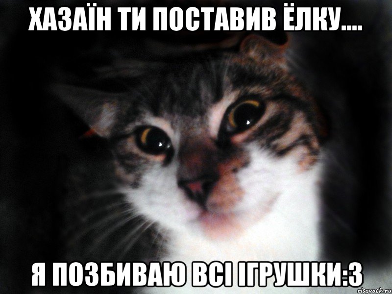 Хазаїн ти поставив ёлку.... Я позбиваю всі ігрушки:3